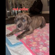 Cane Corso