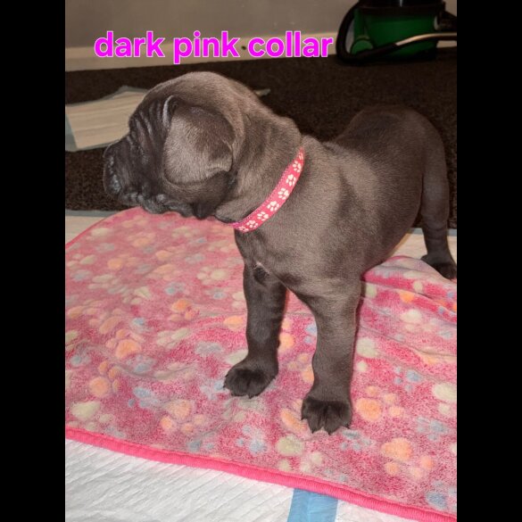 Cane Corso