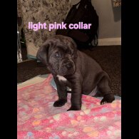 Cane Corso