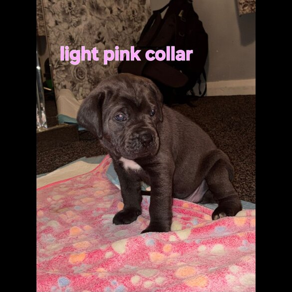 Cane Corso