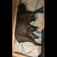 Cane Corso