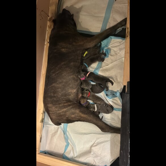 Cane Corso