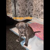 Cane Corso