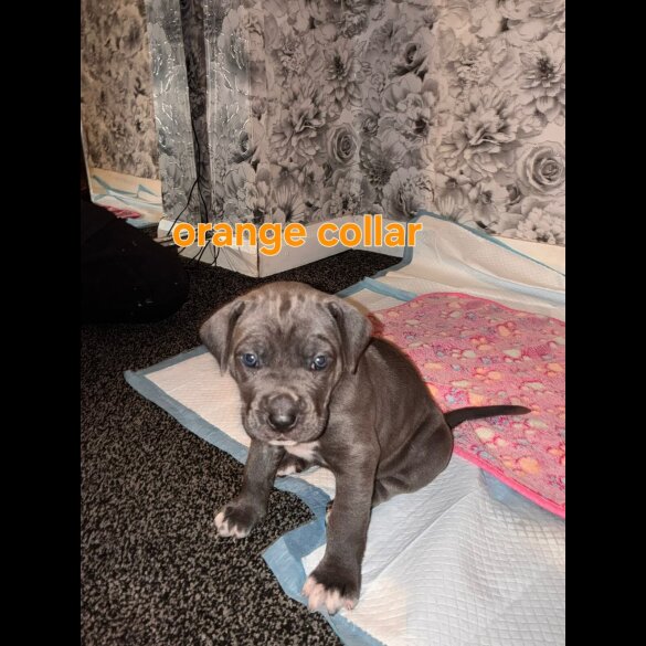 Cane Corso
