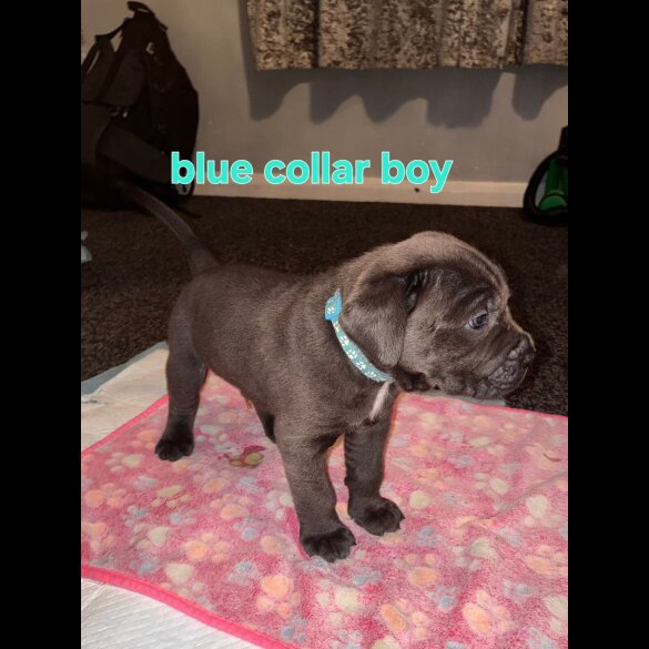 Cane Corso