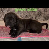 Cane Corso