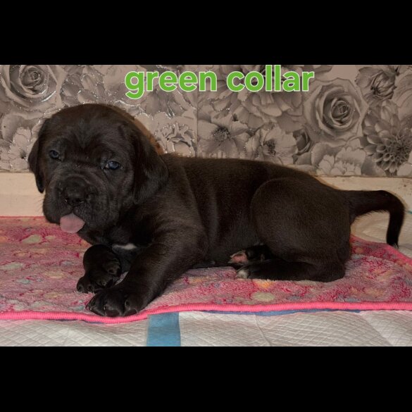 Cane Corso