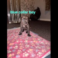 Cane Corso
