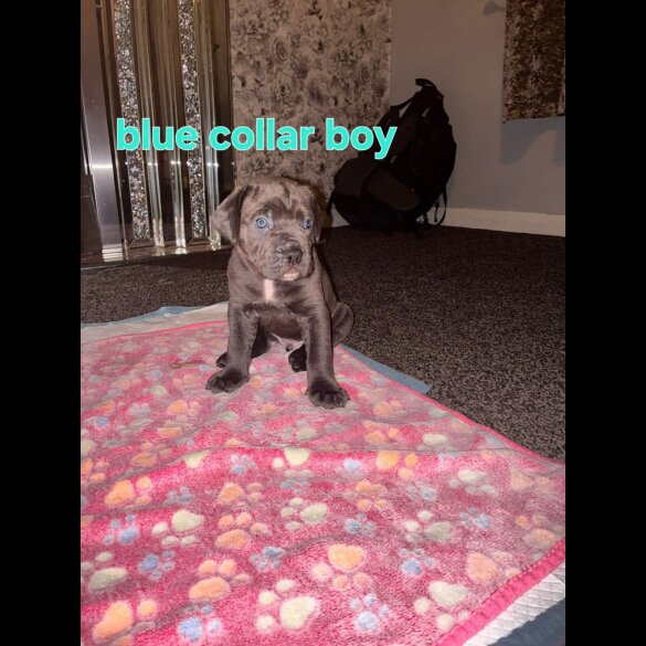 Cane Corso