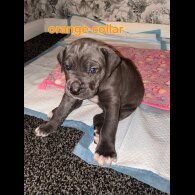 Cane Corso