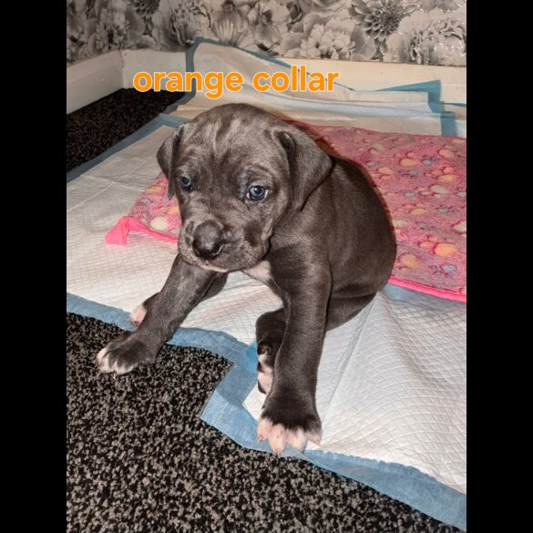Cane Corso