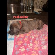 Cane Corso