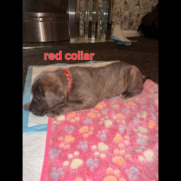 Cane Corso