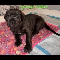 Cane Corso