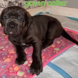 Cane Corso
