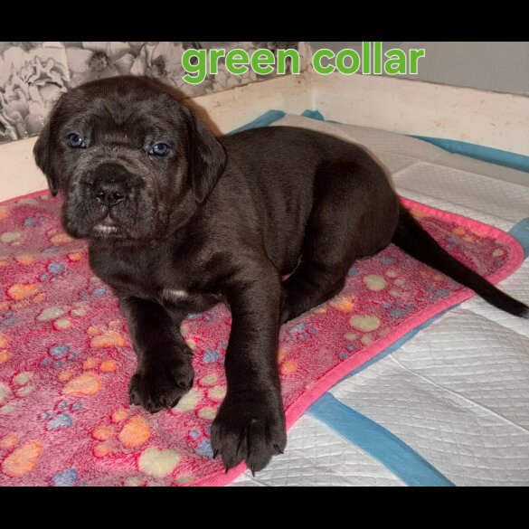 Cane Corso