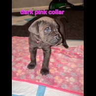 Cane Corso
