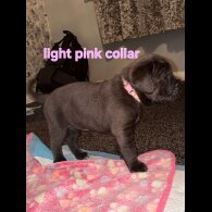 Cane Corso