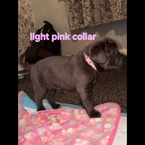Cane Corso