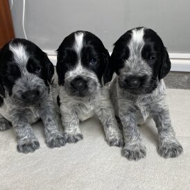 Cocker Spaniel (Show)