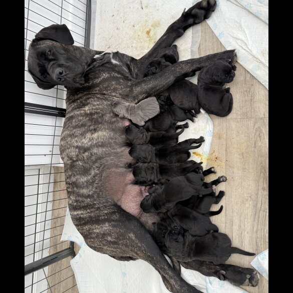 Cane Corso