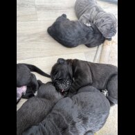 Cane Corso