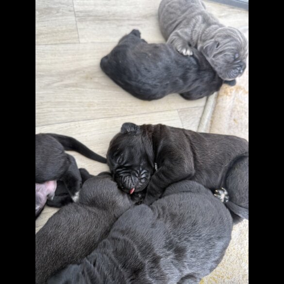 Cane Corso