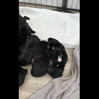 Cane Corso