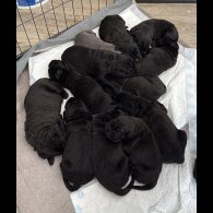 Cane Corso
