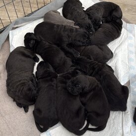 Cane Corso