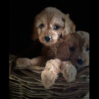 Cavapoo