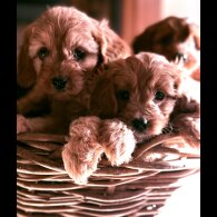 Cavapoo