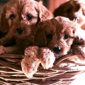 Cavapoo