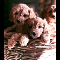 Cavapoo