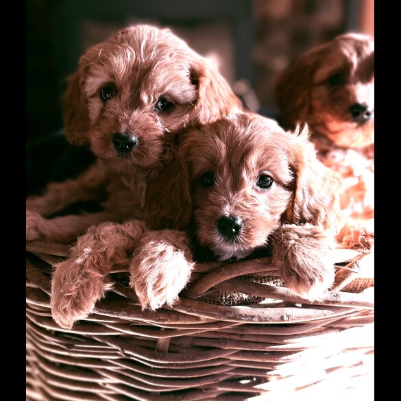 Cavapoo