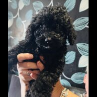 Cockapoo