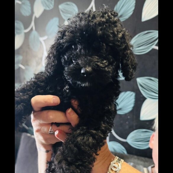 Cockapoo