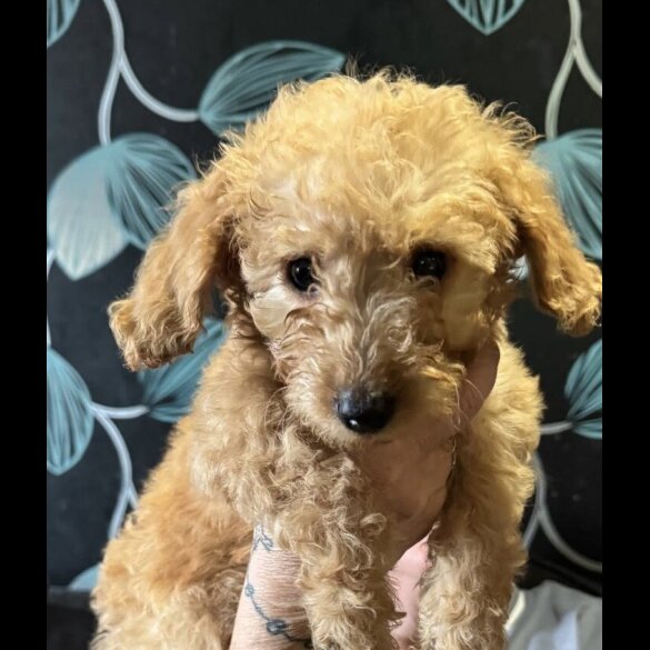 Cockapoo
