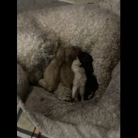 Cockapoo