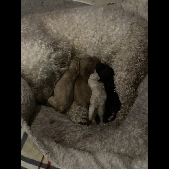 Cockapoo