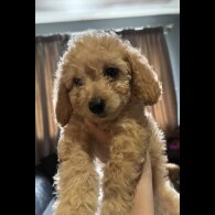 Cockapoo