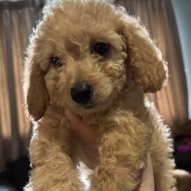 Cockapoo