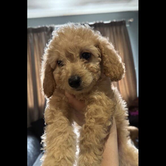 Cockapoo
