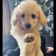 Cockapoo