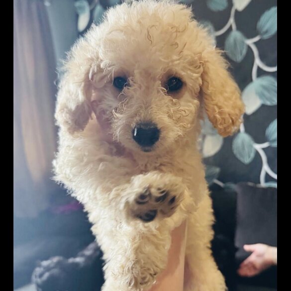 Cockapoo
