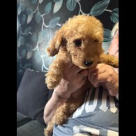 Cockapoo