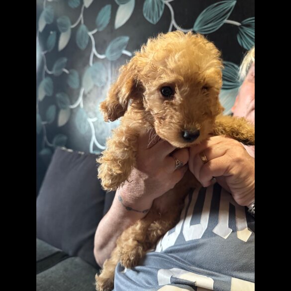 Cockapoo