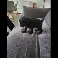 Cockapoo