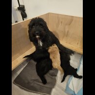 Cockapoo