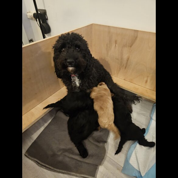 Cockapoo